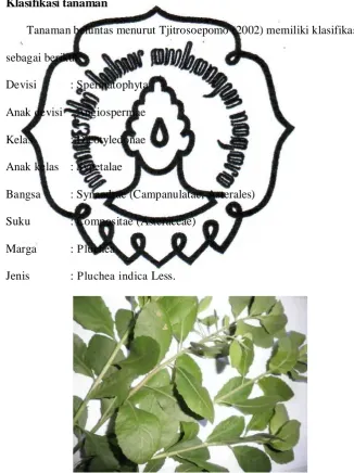 Gambar 1. Beluntas (Pluchea indica Less.) 