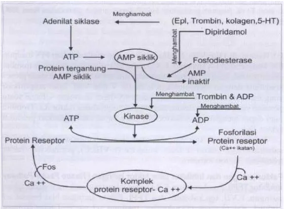 Gambar 2.2. Reaksi biokimiawi dalam sel trombosit (17) 
