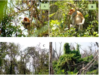 Figure 13: The Position of proboscis monkey during resting time. A.When the rainy season and B