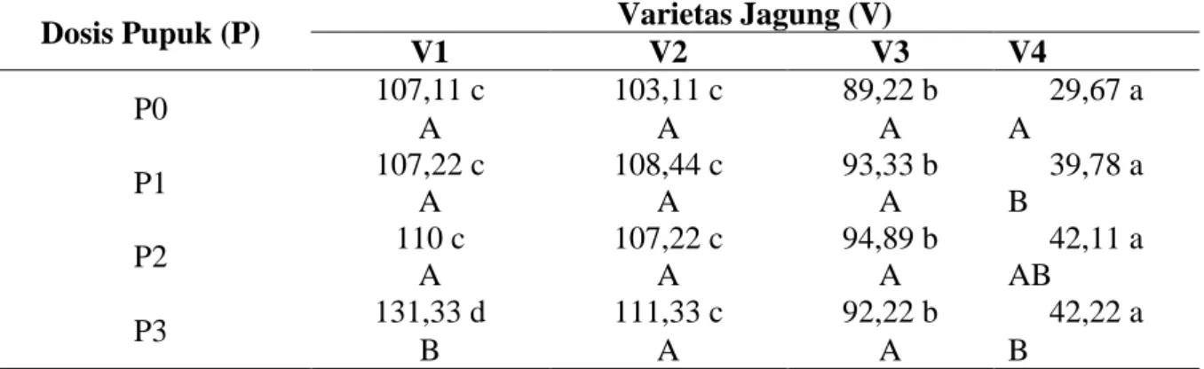 Tabel 2  Interaksi Dosis  Pupuk Vermikompos dengan Varietas Jagung Lokal terhadap bobot  jagung dengan tongkol per tanaman (g)
