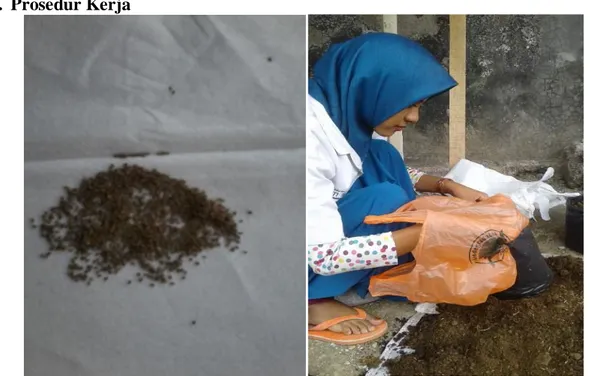 Foto 1:Bibit seledri  Foto 2:Peneliti sedang mengisi tanah  ke dalam polybag perlakuan 