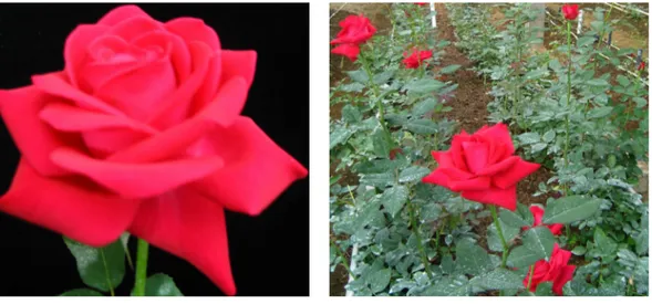 Tabel 5.  Deskripsi bunga mawar potong klon No. 41 ( Description of cut rose of clone No