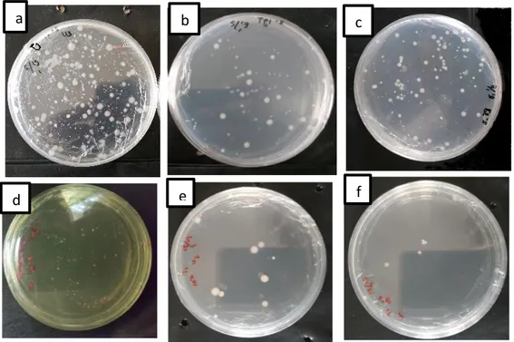 Gambar  2.  Viabilitas  bakteri  tanah  pada  media  NA  (Nutrient  Agar)  terdiri  dari:  a)  viabilitas  bakteri  TKHA2VG,  b)  viabilitas  bakteri  TKHA2VG1,  c)  viabilitas 