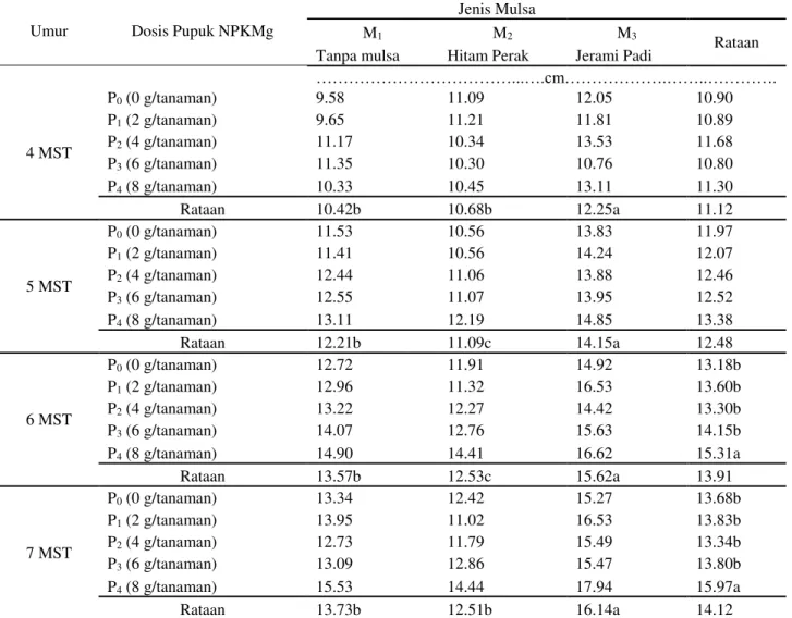 Tabel 1. Panjang tanaman bawang merah umur 4-7 MST pada perlakuan pemberian pupuk NPKMg  dan jenis mulsa