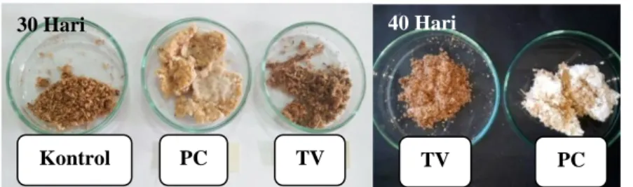 Gambar  5.  Perbandingan  Tekstur    Media  P.  chrysosporium  dan  T.  versicolor  pada Proses Biodelignifikasi Serbuk Gergaji Kayu Sengon (30 dan 40 Hari) 
