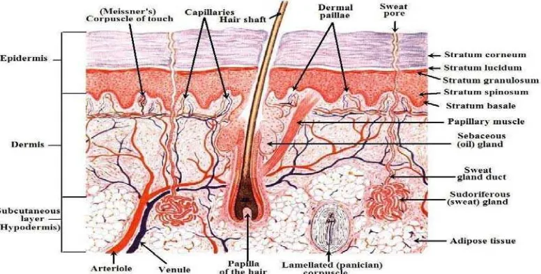 Gambar 2.1 Struktur anatomi kulit (Saurabh, dkk., 2014) 