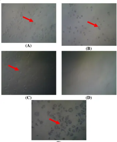 Gambar 1. Sel MCF-7 pada perlakuan dengan Ekstrak Etanol Biji Sirsak (A), Doksorubisin (B), Kontrol Sel (C), Kontrol  Media (D) dan setelah pemberian garam MTT, membentuk kristal formazan (E)
