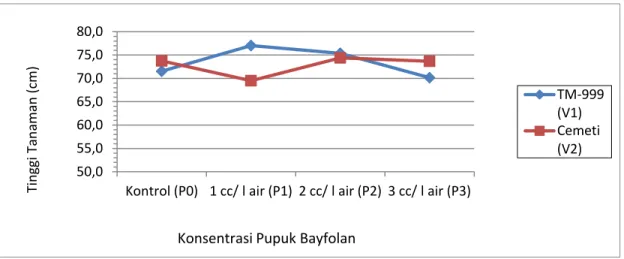 Gambar 1. Tinggi tanaman umur 90 HST akibat perlakuan varietas dan konsentrasi pupuk Bayfolan  Tabel  3  menunjukkan  bahwa  terdapat 