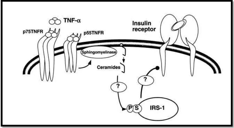 Gambar 2.1 Mekanisme Inhibisi Reseptor Insulin oleh TNF-α (dimodifikasi dari Peraldi dan Spiegelman, 1998) 