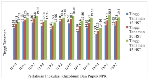 Gambar 3. Pengaruh pemberian Inokulasi Rhizobium dan pupuk NPK terhadap Tinggi  Tanaman 15, 30, 45 HST