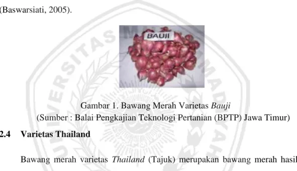 Gambar 1. Bawang Merah Varietas Bauji  