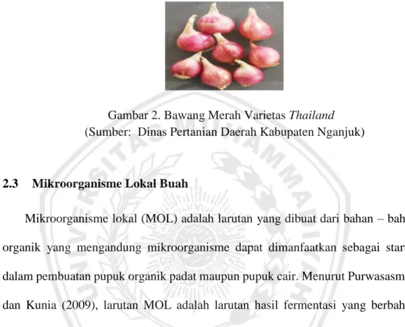 Gambar 2. Bawang Merah Varietas Thailand  (Sumber:  Dinas Pertanian Daerah Kabupaten Nganjuk) 