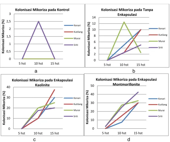 Gambar 1. Laju Kolonisasi Mikoriza beberapa Kultivar Kacang Hijau pada Perlakuan  Enkapsulasi: a