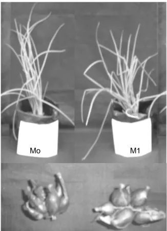 Gambar 1. Pertumbuhan tinggi tanaman Allium sp  yang dipengaruhi oleh penambahan serasah  daun gamal