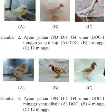 Gambar 1. Ayam IPB D-1 G3 yang dipakai sebagai tetua:  (A) IPB D-1 jantan; (B) IPB D-1 betina