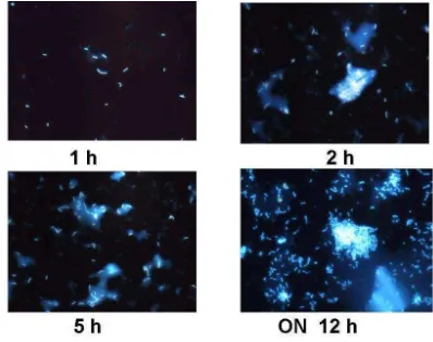 Figure 1. Kinetic growth and DAPI stained cells of Bacillus subtilis recovered from  B + Bs treatment