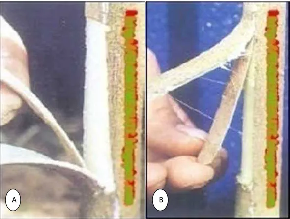 Gambar  2.2. Penempelan  perisai  mata  okulasi:  a. Pembukaan  jendela  okulasi  dari  atas, b.Pembukaan jendela okulasi dari bawah.