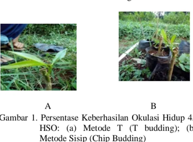 Gambar 1. Persentase Keberhasilan Okulasi Hidup 45  HSO:  (a)  Metode  T  (T  budding);  (b)  Metode Sisip (Chip Budding) 