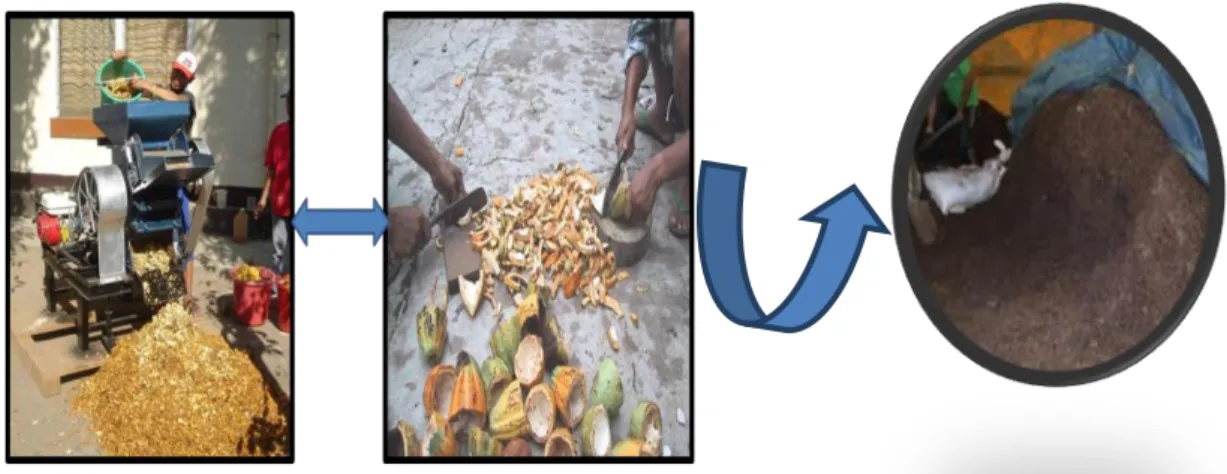 Gambar 2. Proses pembuatan limbah kulit buah kakao menjadi pupuk organik (pupuk kompos) 