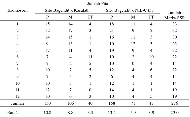 Tabel 1.  Hasil tabulasi polimorfisme  marka SSR pada persilangan Situ Bagendit x  Kasalath dan Situ Bagendil x NIL-C433 1 