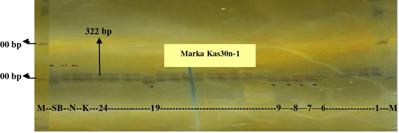Gambar 2.  Contoh elektroforegram hasil seleksi foreground galur-galur BC2F6 hasil persilangan Situ Bagendit x Kasalath (turunan SK) dengan menggunakan marka Kas30n-1 (322 bp) pada gel poliakrilamid 5%