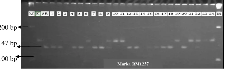 Gambar 4.   Contoh elektroforegram hasil  seleksi background galur-galur BC2F6 hasil persilangan Situ Bagendit x Kasalath (turunan SK) dengan menggunakan marka RM1237 (147 bp) kromosom 2 pada gel poliakrilamid 8%