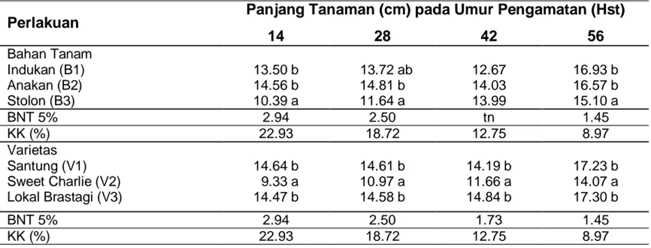 Tabel 6  Rata-rata Panjang Tanaman (cm) Stroberi pada Berbagai Perlakuan Bahan Tanam dan  Varietas pada umur 14 - 56 hst 