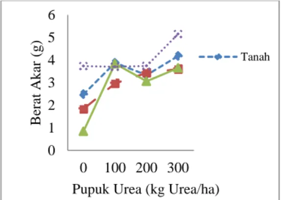 Gambar 4.  Peningkatan berat akar selada akibat  pengaruh interaksi media tanam dan  pemberian pupuk Urea 