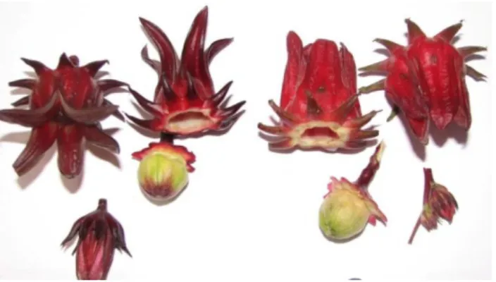 Gambar  2.  Buah  dan  kelopak  bunga  rosela  (Dok.  Setyo- Setyo-Budi 2017)