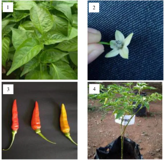 Ilustrasi 1. Daun cabai rawit (1), Bunga cabai rawit (2), Buah cabai rawit (3),      tanaman cabai rawit (4) 