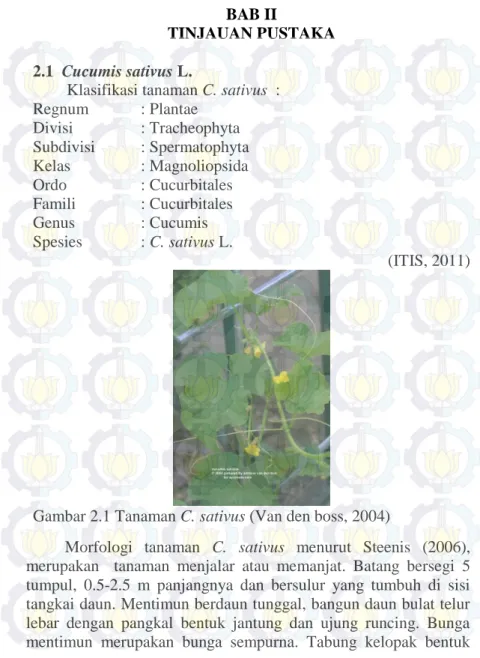 Gambar 2.1 Tanaman C. sativus (Van den boss, 2004) 