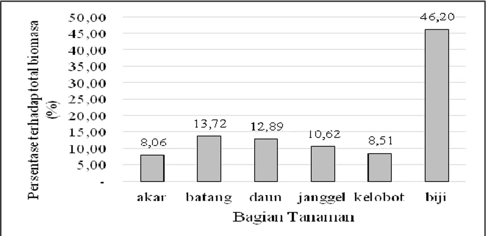 Gambar 1.   Distribusi biomassa kering tanaman jagung P 27 dengan perlakuan pupuk kandang dan sludge pada 50- 50-75% DPAR di KP Tamanbogo, Lampung Timur 