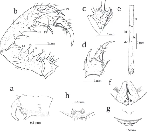 Figure 3.—Sarax newbritainensisview of left pedipalp; c. Antero-ventral of left pedipalpal trochanter; d