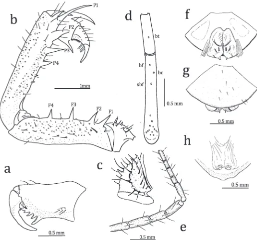 Figure 4.—Sarax monodenticulatusleft pedipalp; c. Antero-ventral view of left pedipalpal trochanter; d