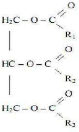 Gambar 1.1Gambar 1.1 Rumus Molekul Lemak (minyak) Rumus Molekul Lemak (minyak)
