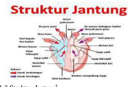 Gambar 1.3 Struktur Jantung3