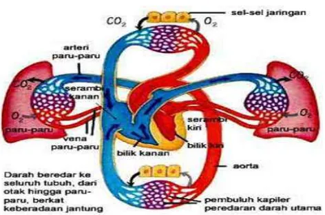 Gambar 2.3 Sistem Peredaran Darah pada Reptil5