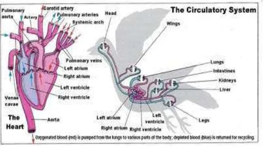 Gambar 2.4 Sistem Peredaran Darah pada Burung 