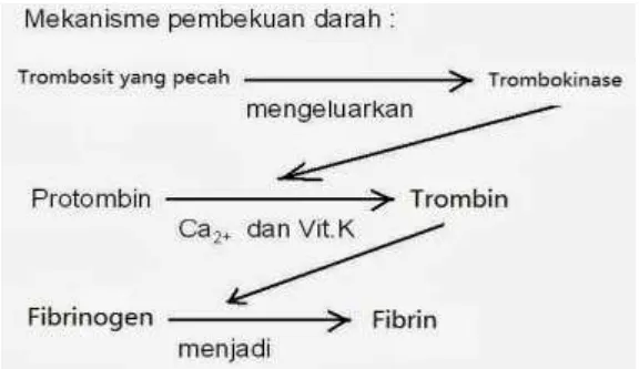 Gambar 1.2 Mekanisme Pembekuan Darah2 