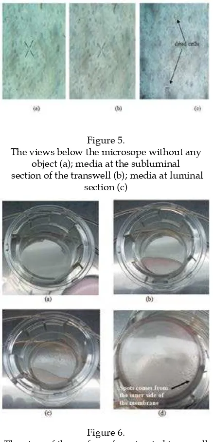 Figure 6.The view of the surface of pre-treated transwell 