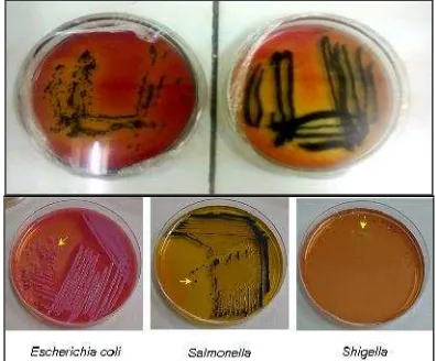 Gambar 1. Biakan Bakteri S. Typhi pada SSAgar.
