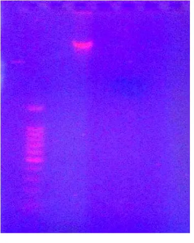 Gambar 3.Hasil Elektroforesis DNAGenom S. Typhi