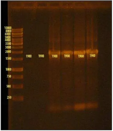 Gambar 5. HasilElektroforesis ProdukPCR Setelah Purifikasi.Diperolehukuran pita dan massa DNA  sebagaiberikut : (1) DNA Marker 1000bp (2)14 ng (3) 9 ng (4) 138 ng (5) 113 ng(6) 200 ng (7) 187 ng.