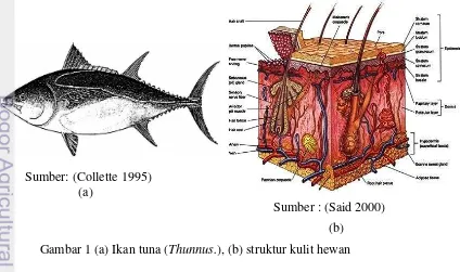 Gambar 1 (a) Ikan tuna (Thunnus.), (b) struktur kulit hewan  