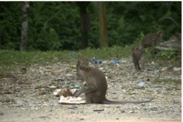 Gambar  5.  Monyet  Ekor  Panjang  Yang  ditemukan di Gedung Admin 