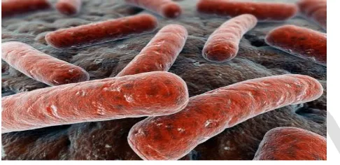 Gambar 2.9 Salah satu contoh monera (bakteri Mycobacterium tuberculosis) 