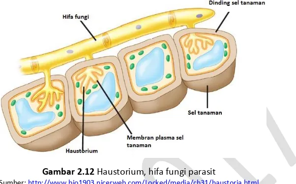 Gambar 2.12 Haustorium, hifa fungi parasit 