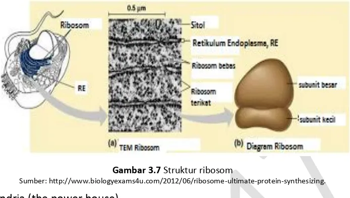 Gambar 3.7 Struktur ribosom 