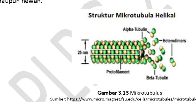 Gambar 3.13 Mikrotubulus 