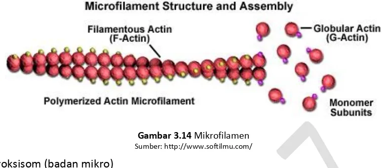 Gambar 3.14 Mikrofilamen 